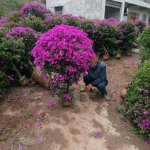 精品紫花三角梅基地直发品种优良对接市政工程绿化园林