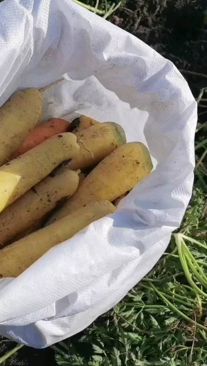 新疆五家渠黄萝卜基地精品黄萝卜