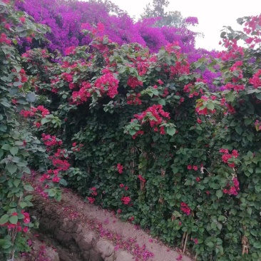 三角梅藤蔓紫花红花都有规格齐全可视频看货