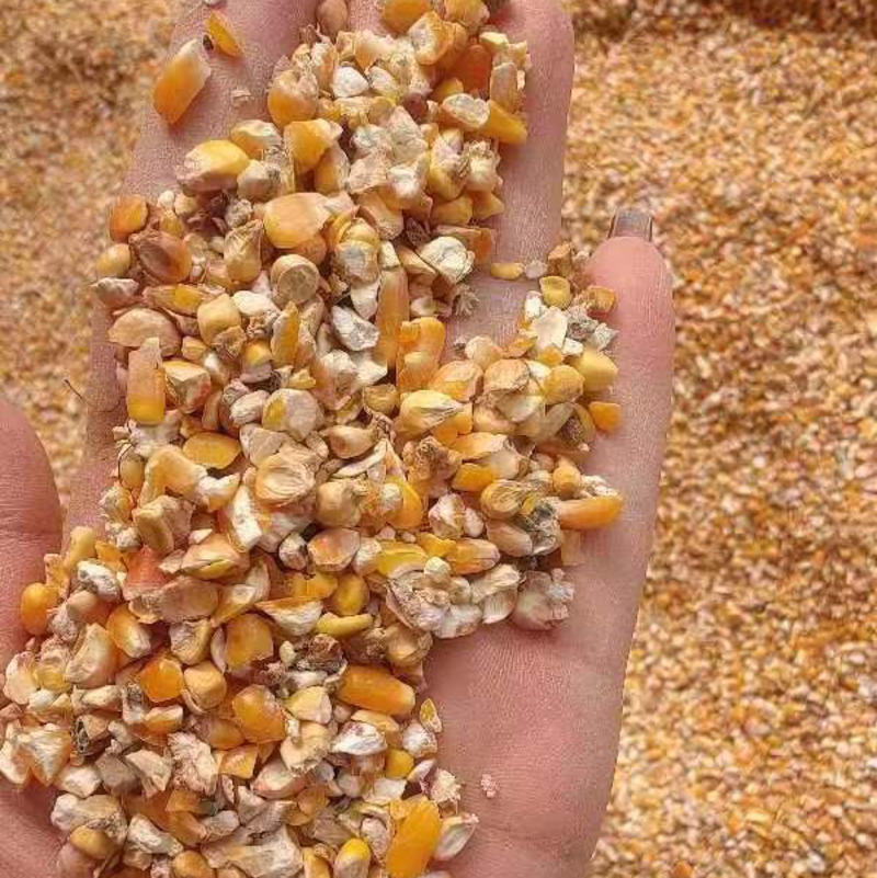 山东精品碎玉米，货量充足，规格齐全，可视频看货选货