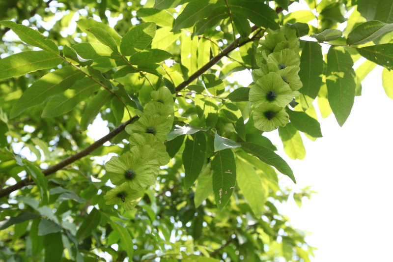 青钱柳叶子粉青钱柳原叶茶青钱柳叶金钱柳