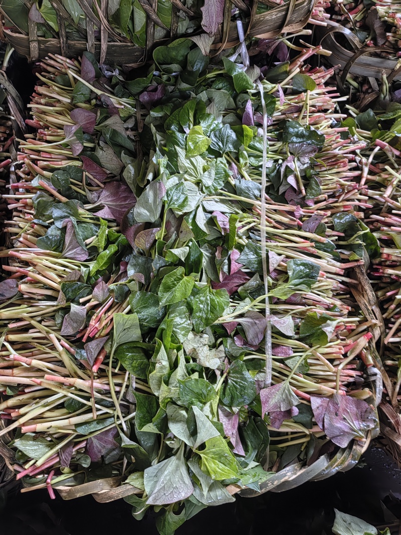 折儿芽，折儿叶