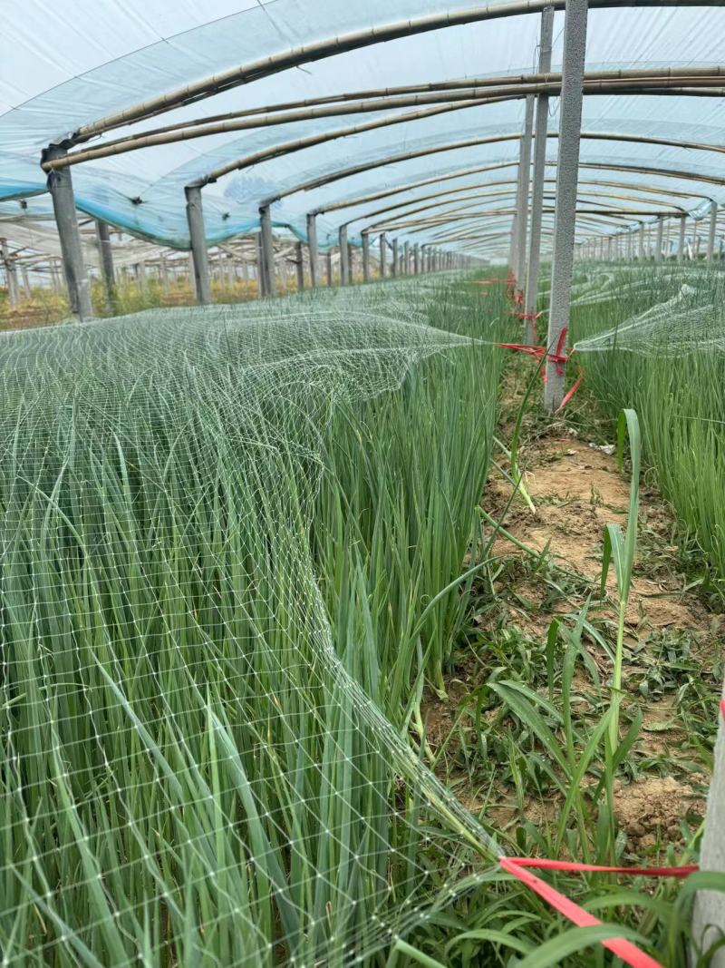 章丘铁杆大葱苗大量上市量大从优产地直销一手货源