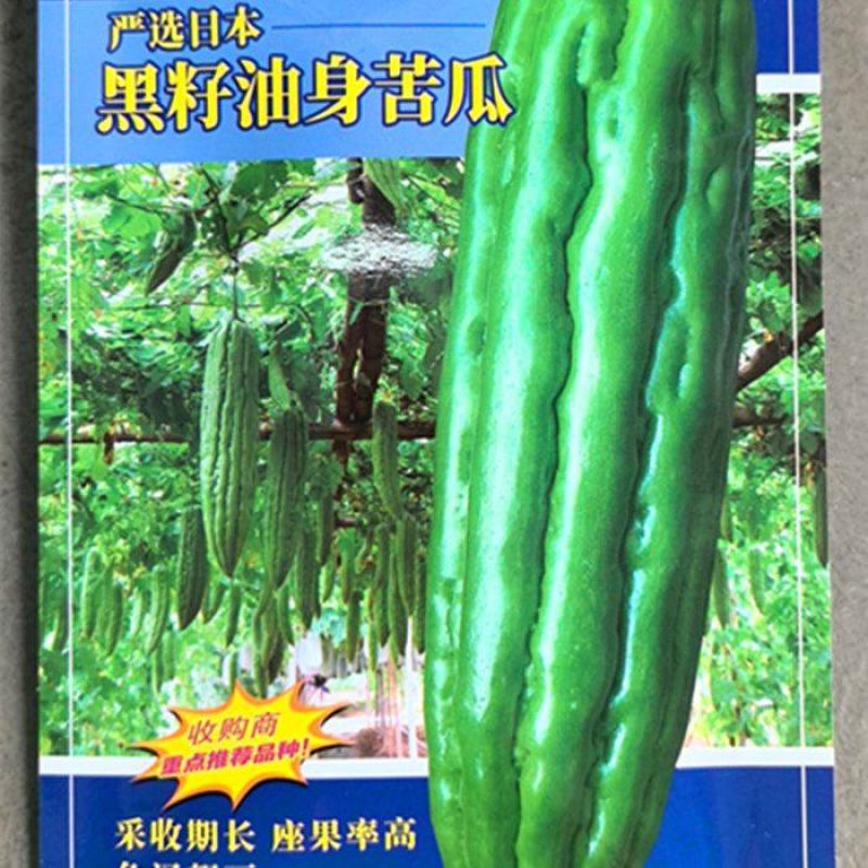 黑籽油身苦瓜种子抗病耐热采收期长座果率高油亮翠绿