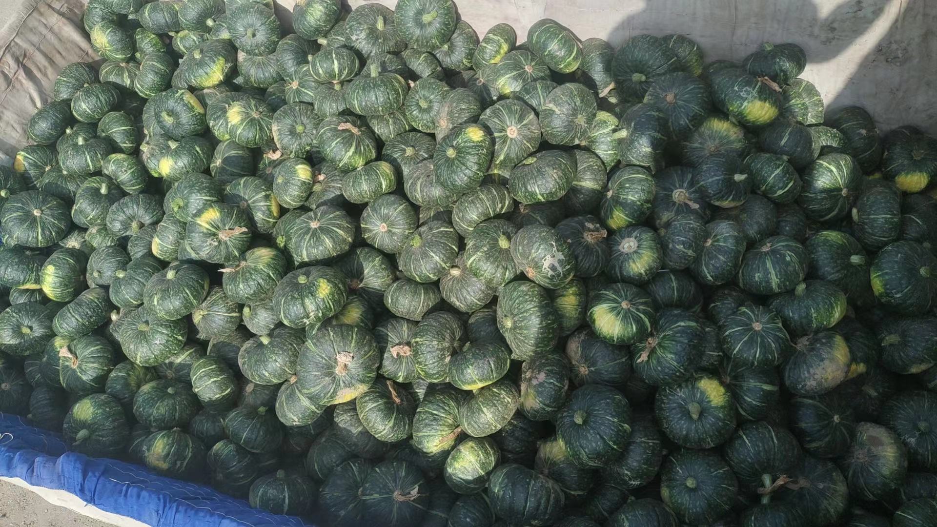 板栗南瓜品种展示图