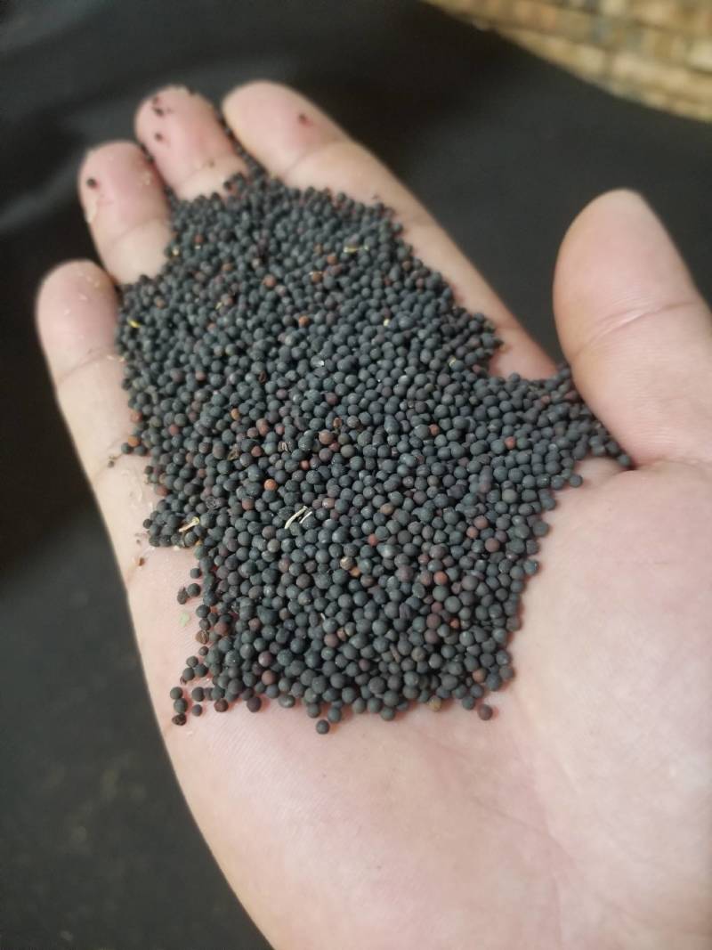 云南高质量高介酸油菜籽