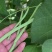 翡翠架豆王种子扁芸豆加长无筋豆四季豆架豆菜豆种籽早熟高产春秋