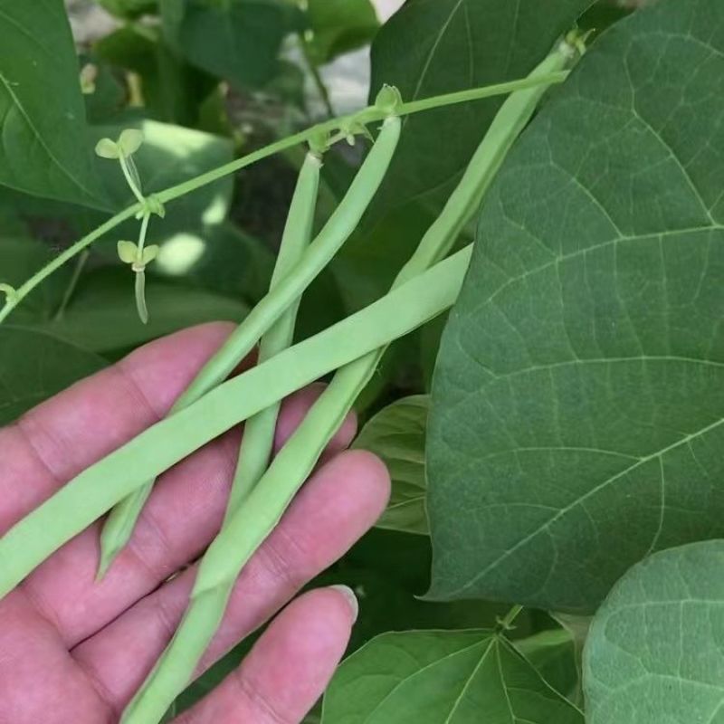 翡翠架豆王种子扁芸豆加长无筋豆四季豆架豆菜豆种籽早熟高产春秋