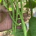 翡翠架豆王种子扁芸豆加长无筋豆四季豆架豆菜豆种籽早熟高产春秋