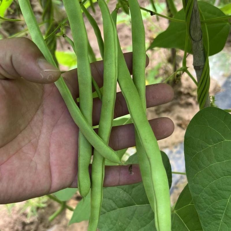 翡翠架豆王种子扁芸豆加长无筋豆四季豆架豆菜豆种籽早熟高产春秋