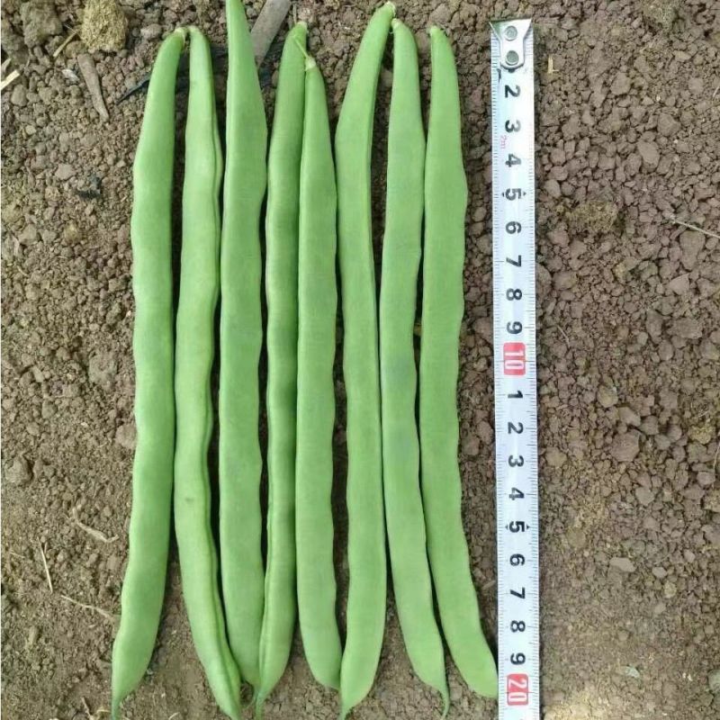 翡翠架豆王种子扁芸豆加长无筋豆四季豆架豆菜豆种籽早熟高产春秋