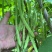 翡翠架豆王种子扁芸豆加长无筋豆四季豆架豆菜豆种籽早熟高产春秋