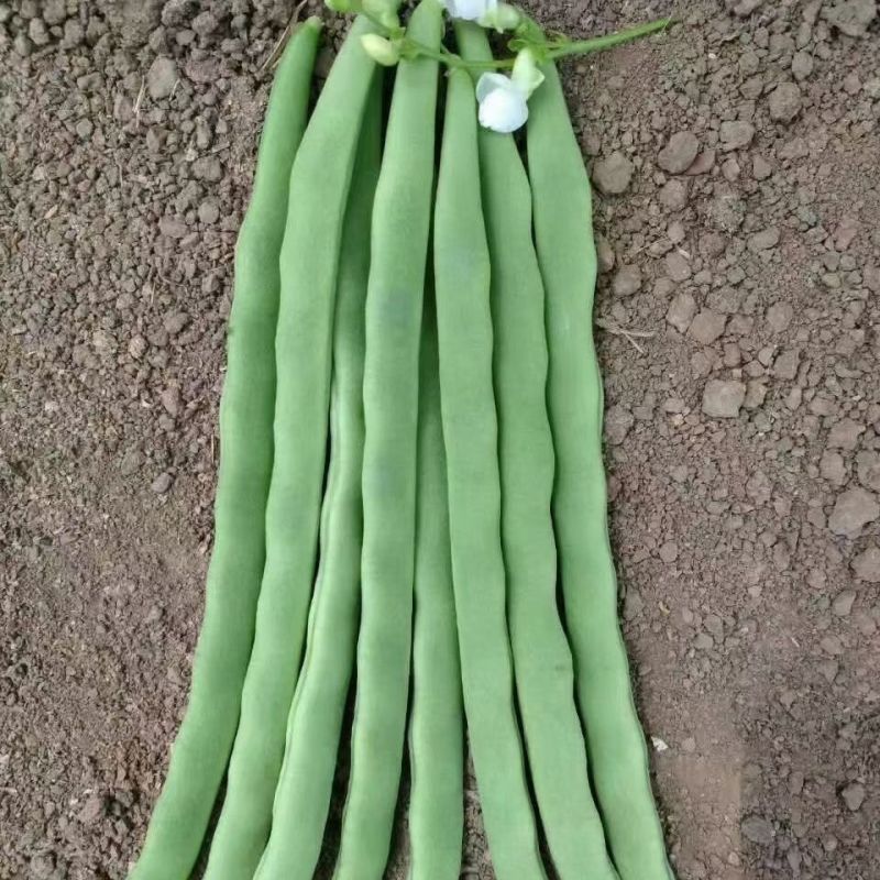 翡翠架豆王种子扁芸豆加长无筋豆四季豆架豆菜豆种籽早熟高产春秋