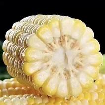 水果玉米
