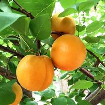 杏，丰园红杏，大量上市，质量保证，欢迎来电咨询