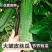 满棚喜皱皮肉丝瓜种子香丝瓜节节瓜大皱皮肉丝瓜高产基地大田种籽