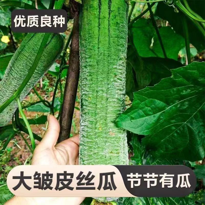 满棚喜皱皮肉丝瓜种子香丝瓜节节瓜大皱皮肉丝瓜高产基地大田种籽