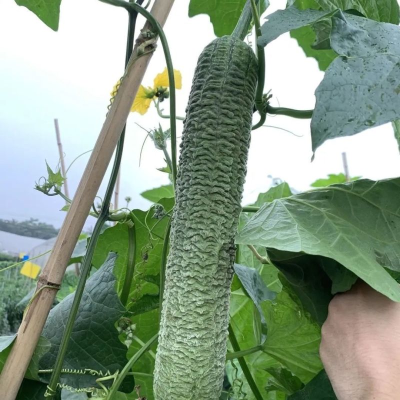 满棚喜皱皮肉丝瓜种子香丝瓜节节瓜大皱皮肉丝瓜高产基地大田种籽
