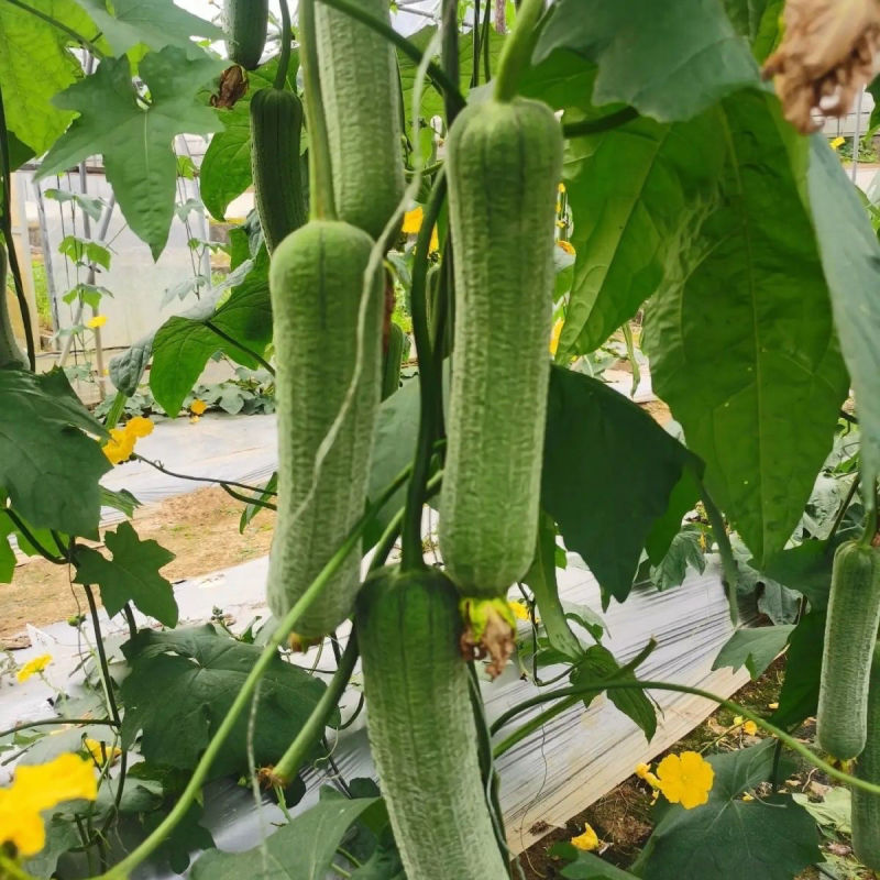 满棚喜皱皮肉丝瓜种子香丝瓜节节瓜大皱皮肉丝瓜高产基地大田种籽