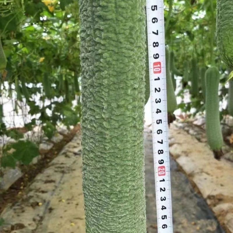 满棚喜皱皮肉丝瓜种子香丝瓜节节瓜大皱皮肉丝瓜高产基地大田种籽