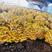 榆黄菇，自家基地种植，新鲜实用菌，量大从优，欢迎选购。