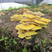 榆黄菇，自家基地种植，新鲜实用菌，量大从优，欢迎选购。