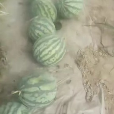 麒麟瓜20天上市