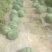 麒麟瓜20天上市