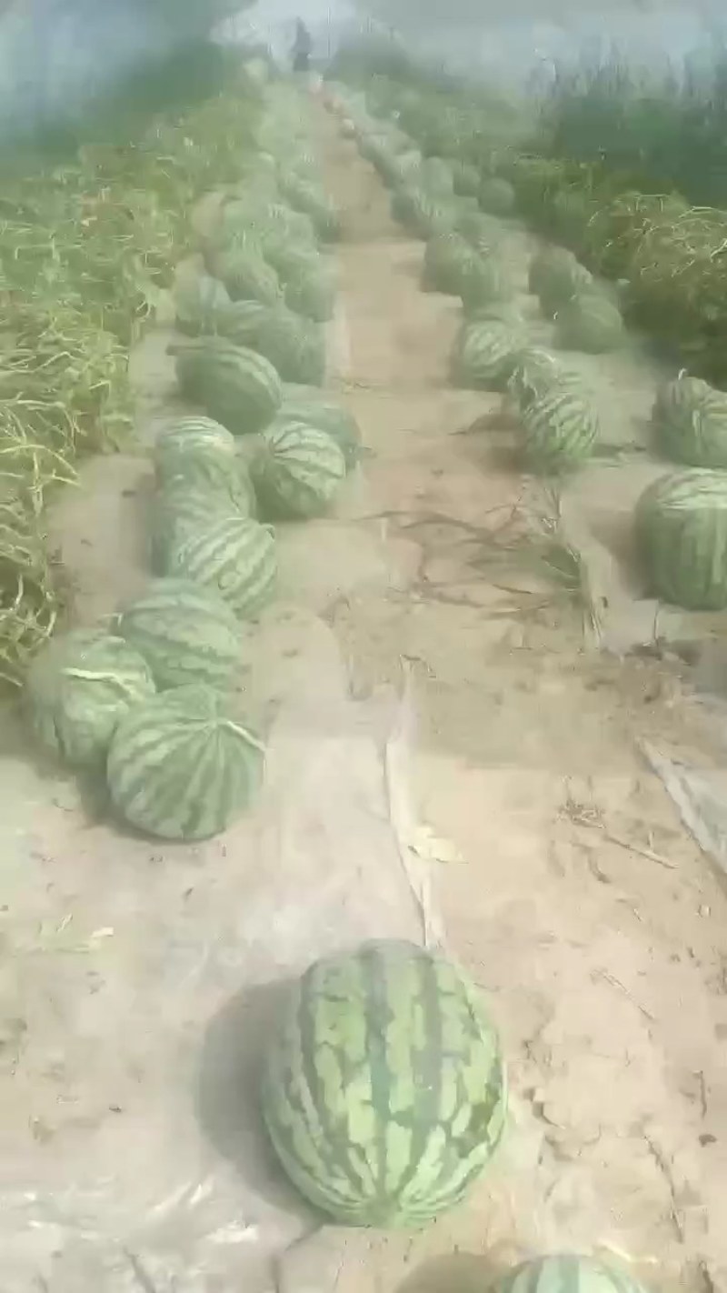 麒麟瓜20天上市