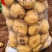 【推荐】黄心土豆精品土豆量大从优，大量供应出口，电商