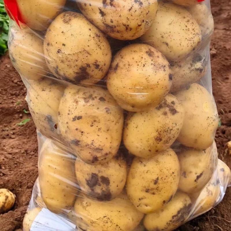 【推荐】黄心土豆精品土豆量大从优，大量供应出口，电商