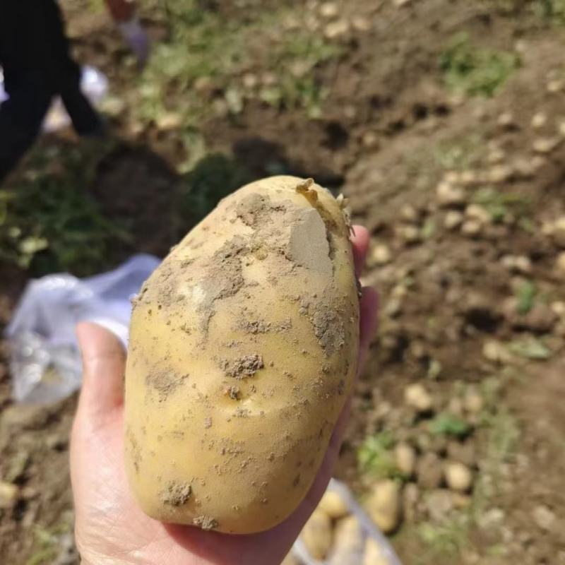【推荐】黄心土豆精品土豆量大从优，大量供应出口，电商