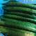 山东精品密刺黄瓜，自家基地种植，现摘现发，量大从优，供应全国