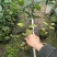 四季茶花苗一年四季开花重辨福建龙岩基地自产诚信第一质量第