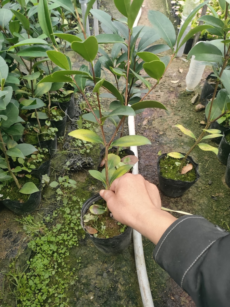 四季茶花苗一年四季开花重辨福建龙岩基地自产诚信第一质量第