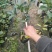 四季茶花苗一年四季开花重辨福建龙岩基地自产诚信第一质量第