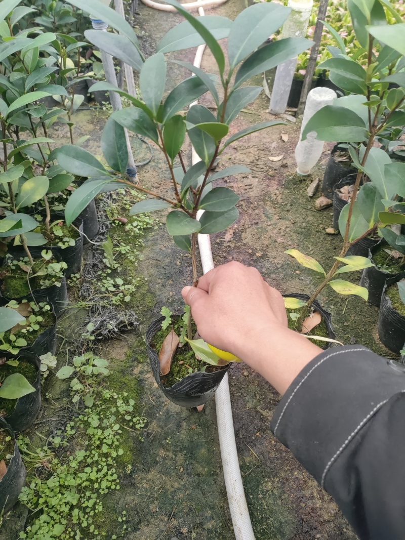 四季茶花苗一年四季开花重辨福建龙岩基地自产诚信第一质量第