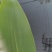 粽叶麻竹叶现货，2024端午节前可以预订了