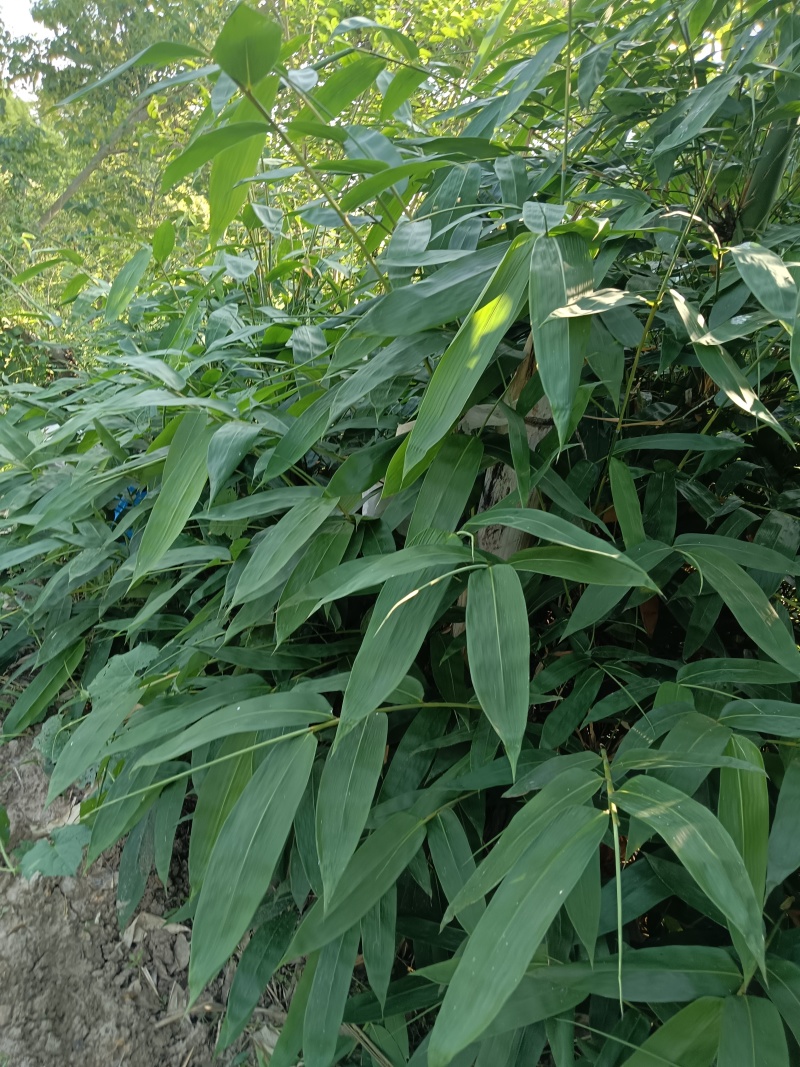 粽叶麻竹叶现货，2024端午节前可以预订了