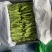 吉林油豆角之乡万亩基地欢迎全国老板前来考察
