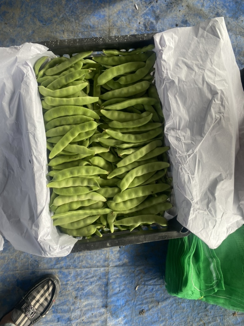 吉林油豆角之乡万亩基地欢迎全国老板前来考察