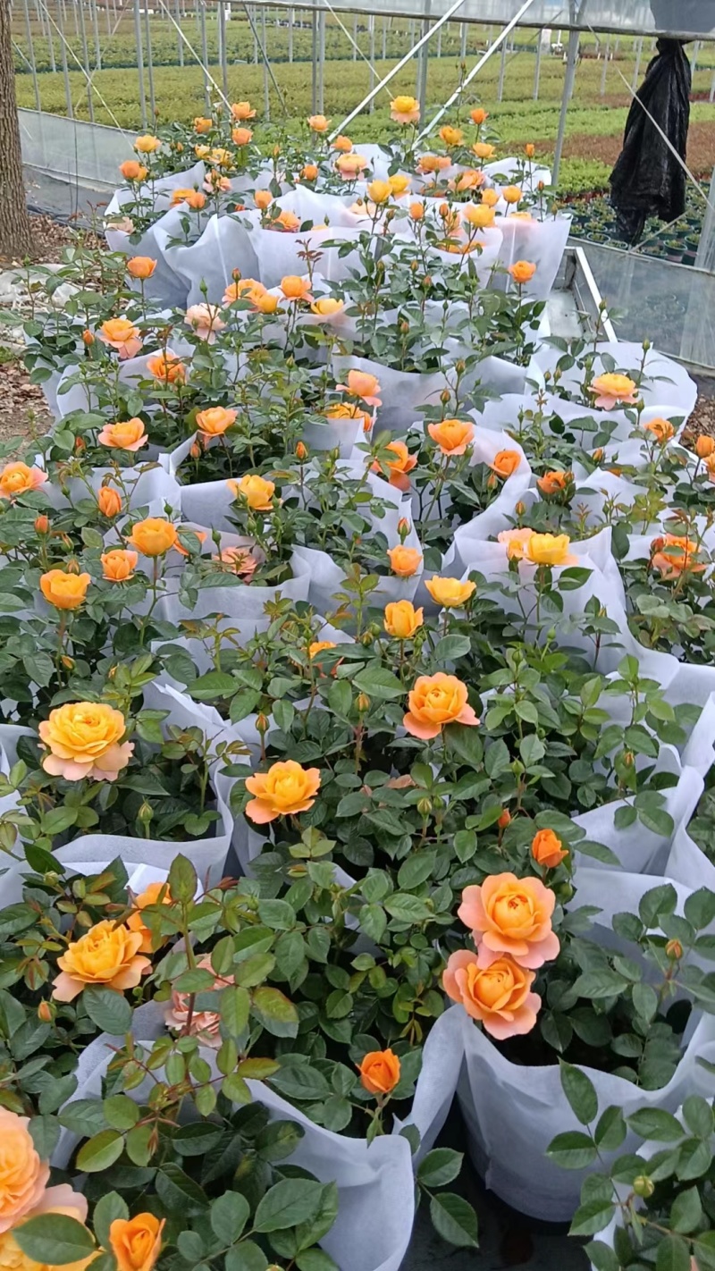 欧洲月季果汁阳台1.5加伦、1加伦数量充足，品质保证。