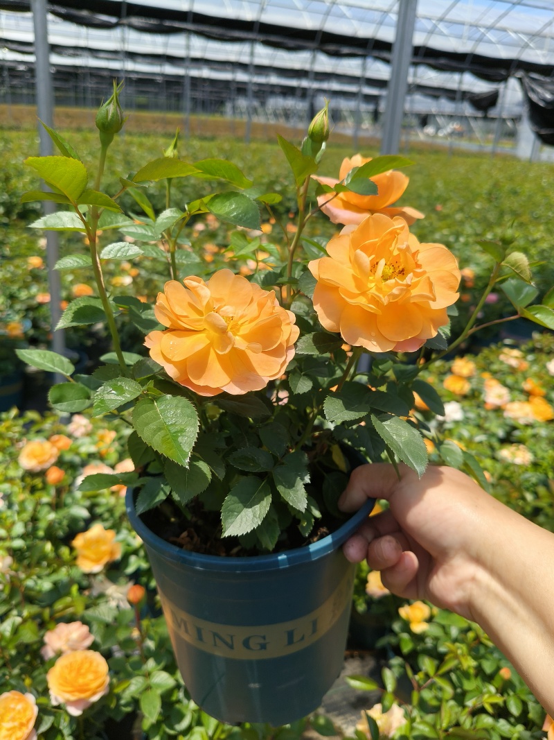 欧洲月季果汁阳台1.5加伦、1加伦数量充足，品质保证。
