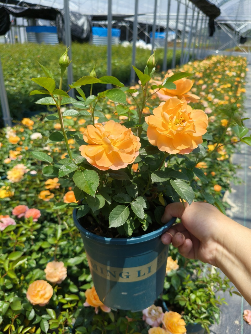 欧洲月季果汁阳台1.5加伦、1加伦数量充足，品质保证。