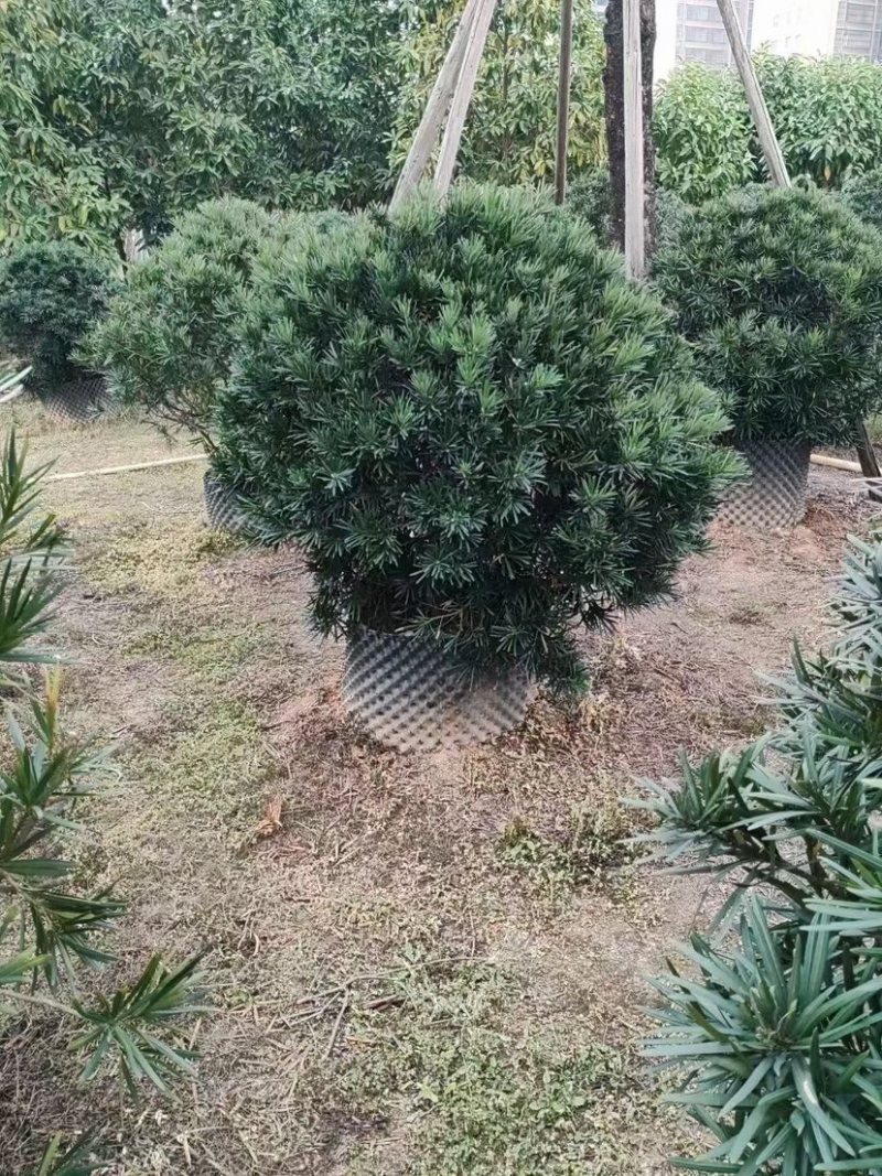 罗汉松球70至120基地直销规格齐全欢迎老板来电咨询