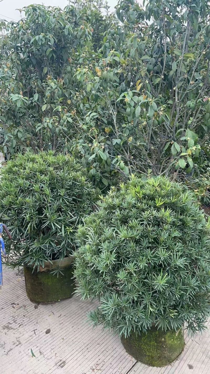 罗汉松球70至120基地直销规格齐全欢迎老板来电咨询