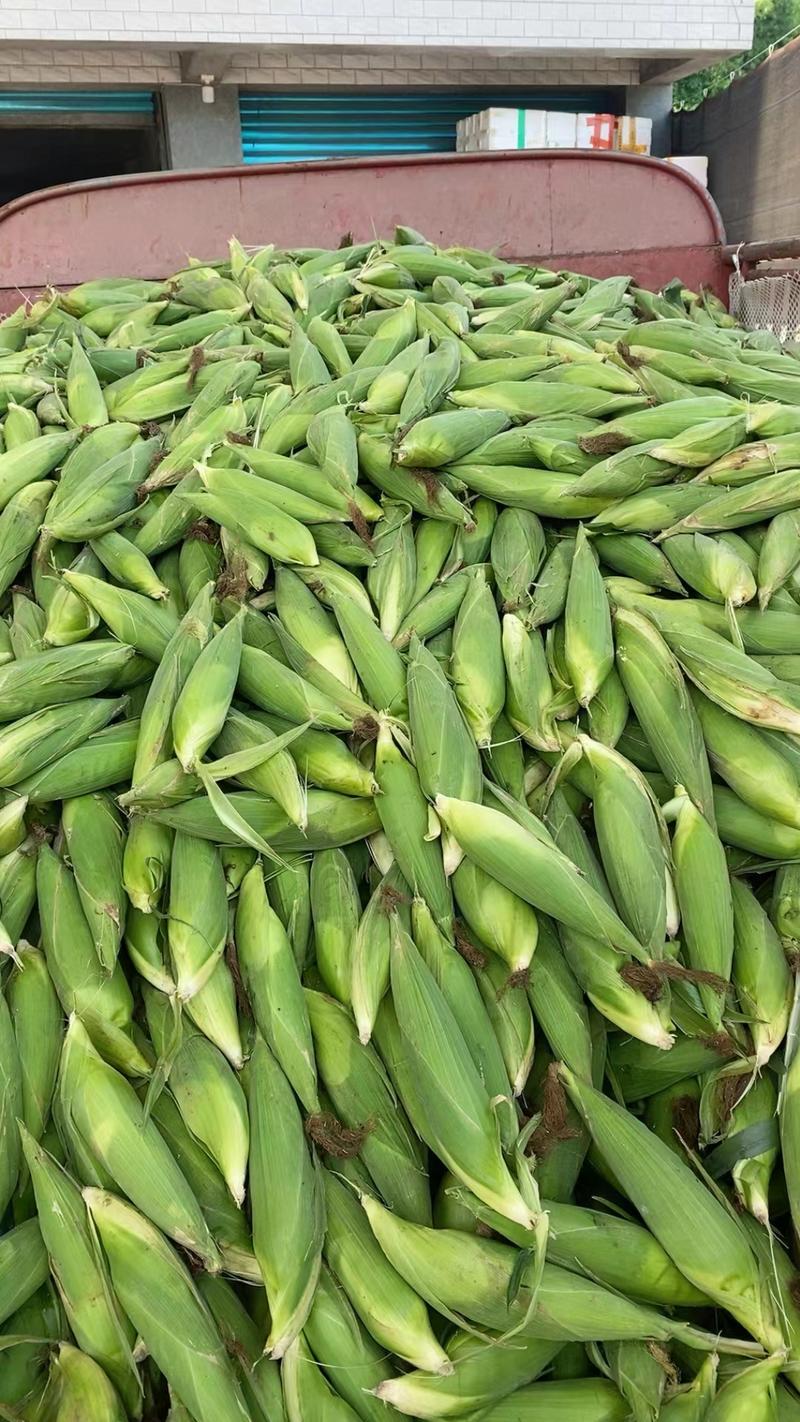 鲜玉米水果玉米糯玉米等，品种齐全，品质保证，量大从优