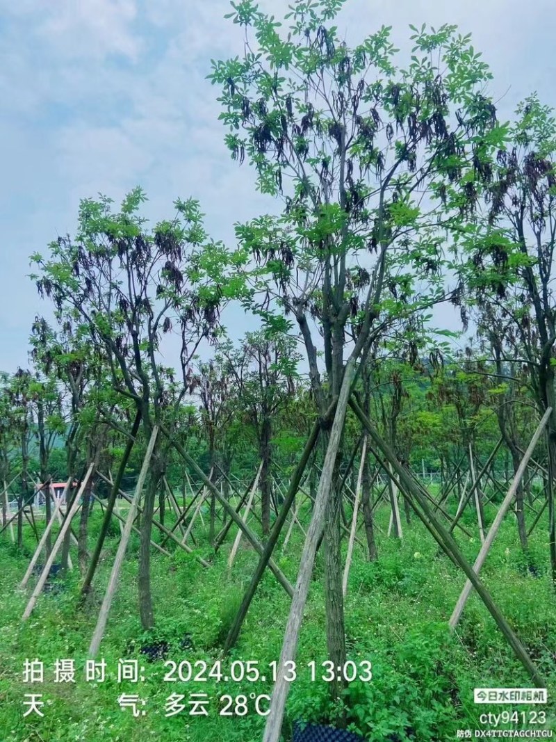 骨架多花黄花风铃木10～15公分基地直销规格齐全