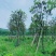 骨架多花黄花风铃木10～15公分基地直销规格齐全