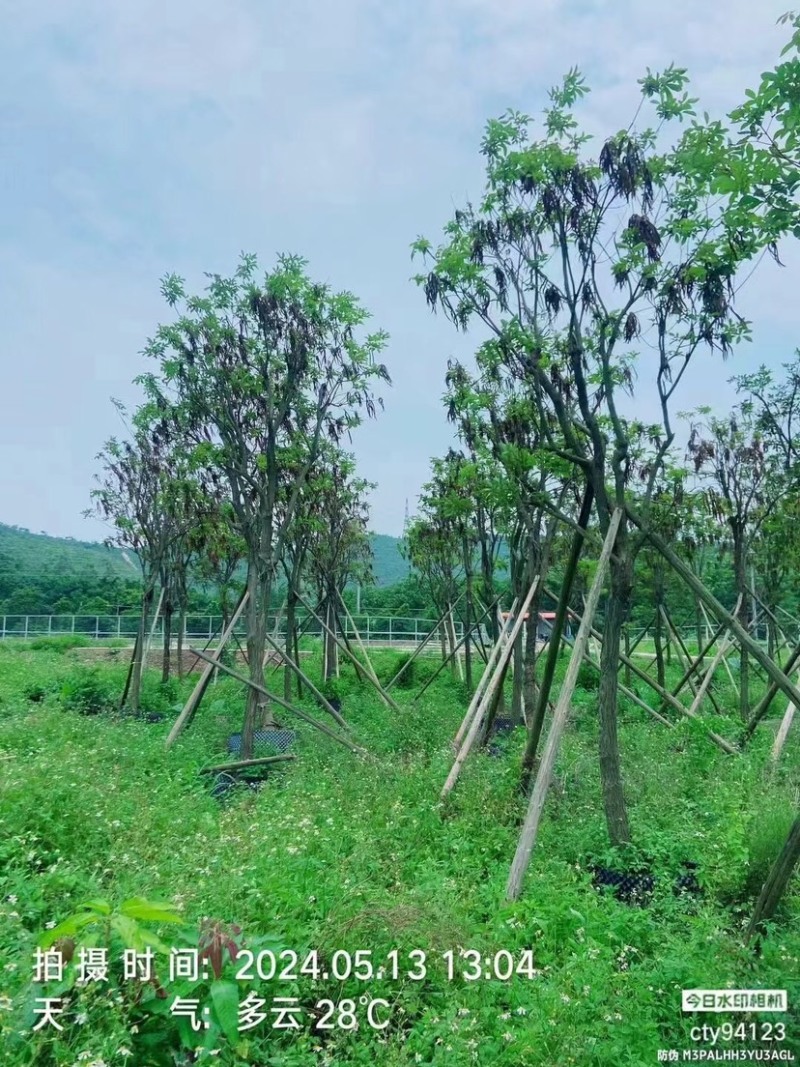 骨架多花黄花风铃木10～15公分基地直销规格齐全